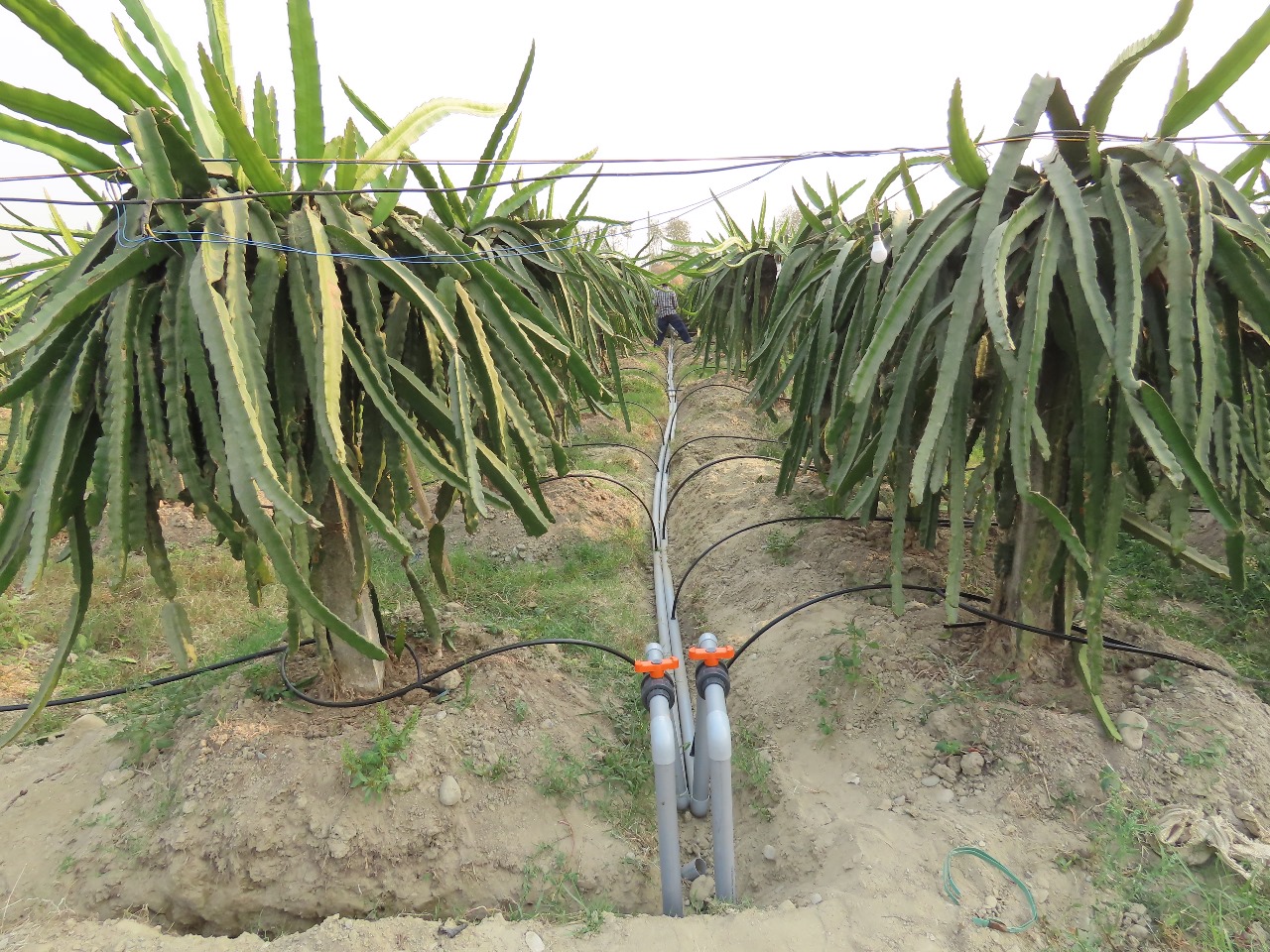 irrigation in dragon fruit.jpg
